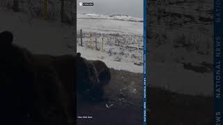 Mama Grizzly Charges Vehicle In Defense Of Cubs In Canada