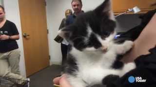 Uber Delivers Cats On 'National Cat Day' Uber Delivers Cats On 'National Cat Day'