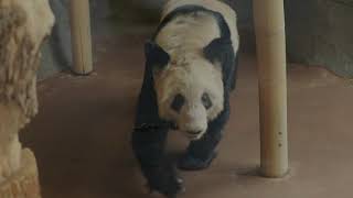 *Panda YaYa displays stereotypical behaviors at Memphis Zoo* | PandaVoices.org