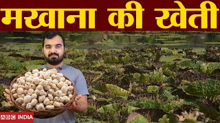 Makhana farming | मखाना की खेती | Fox nut Farming | phul makahan ki kheti | makhana full detail