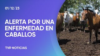 Declaran la emergencia sanitaria en la Argentina por un virus que afecta a los equinos