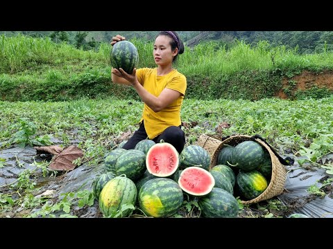 Harvest watermelon garden to sell at the market - cook dog food l Lý Thị Sai