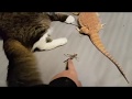 Кот Мурлок кормит ящерку саранчой.