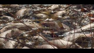 winter hurt the fish now time to cleanup #kill #naturevibes #naturevibes #winter #sad #cycle