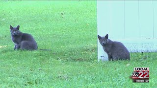Plattsburgh tightens law about cats going on loose