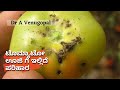 Tomato pin worm/leaf miner/tuta absoluta damage & control measures|ಟೊಮ್ಯಾಟೋ ಬೆಳೆಯಲ್ಲಿ ಊಜಿ ನಿಯಂತ್ರಣ |