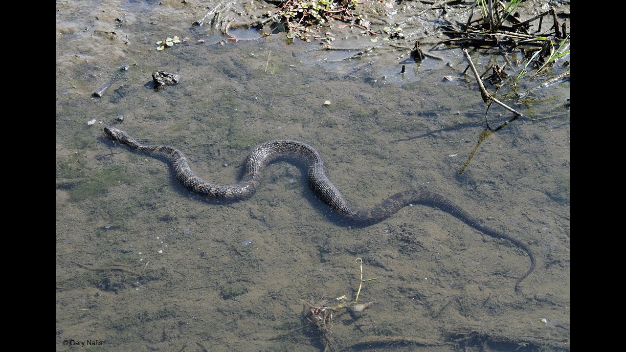 Snake, Renewal, Eclipse, New Moon Story - YouTube