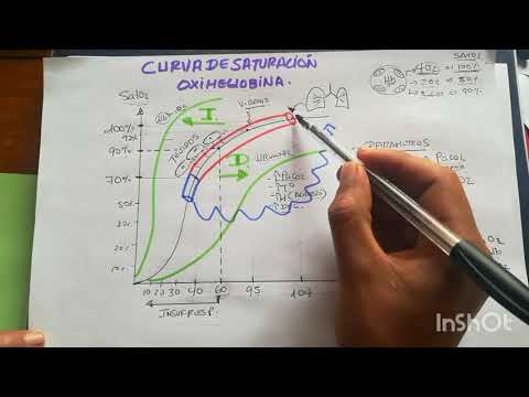 Video: ¿Cuándo se forma la oxihemoglobina?