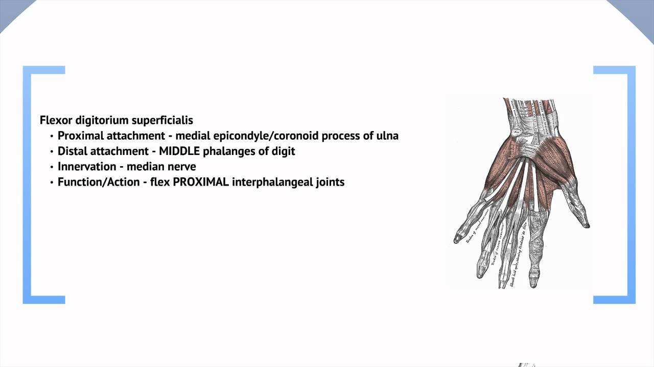 Anatomy - upper limb (2 of 2) - YouTube
