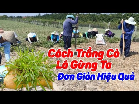 Video: Trồng Cỏ Rừng: Mẹo Chăm sóc Cỏ Rừng Nhật Bản