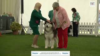 Darlington Championship Dog Show 2022 Day 2 Terrier, Working & Pastoral Groups by ShowdogMedia 218 views 1 year ago 2 hours, 45 minutes