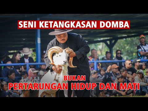Bukan Pertarungan Hidup Dan Mati, Tapi ini Seni Ketangkasan Domba Garut