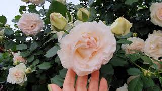 Роза Palais Royal. Одна из красивейших плетистых роз!🌹