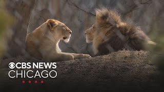 Lincoln Park Zoo celebrates World Lion Day