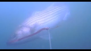 Striped Bass Fishing - Underwater View!