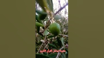 قال رسول الله صلى الله عليه وسلم من قرا اخر ايتين سورة البقرة كَفَتا