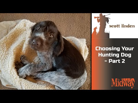 Choosing a Hunting Dog part 2 | Scott Linden