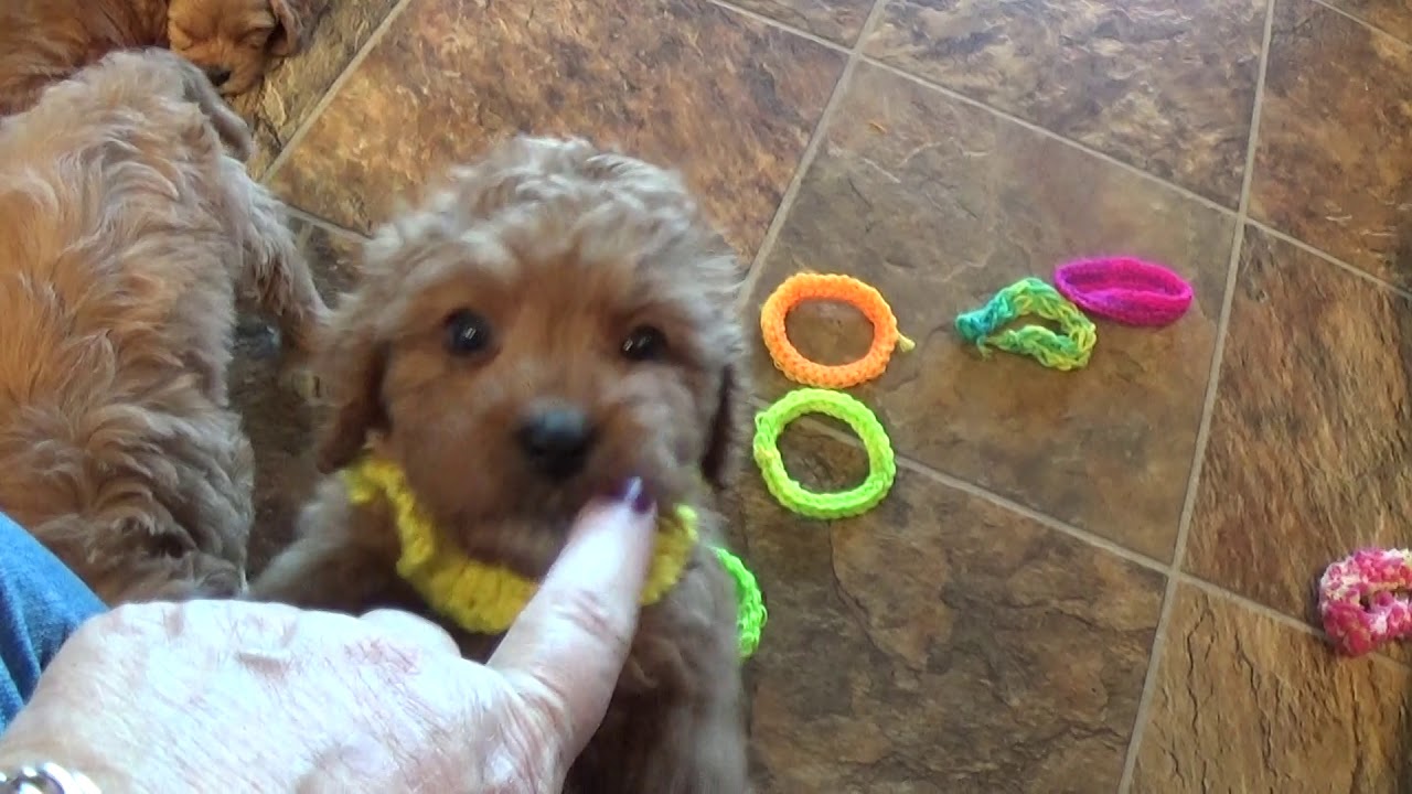 VERA and her brothers...www.KingdomDogs.com doodle معنى