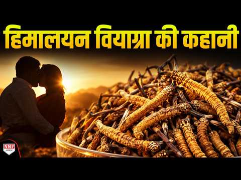 आखिर हिमालय वियाग्रा के लिए क्यों दुनिया पागल है और 30 लाख देने को तैयार है