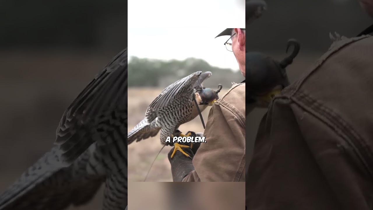 Why Falcons Fly Blindfolded for 14 Hours