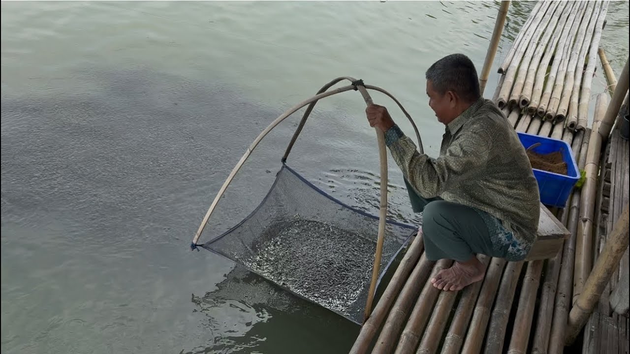 Отлично, этот человек вырастил 100 кг карпа, и результаты превзошли все ожидания!