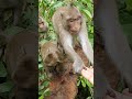 Wildlife monkeys 🐒😘😍🐒 #Shorts #ViralVideo #Trending #CuteAnimals #wildlife #MonkeyShorts