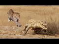 Extreme fight Leopard Vs Crocodile, Wild Animals Attack