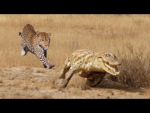 Extreme fight Leopard Vs Crocodile, Wild Animals Attack