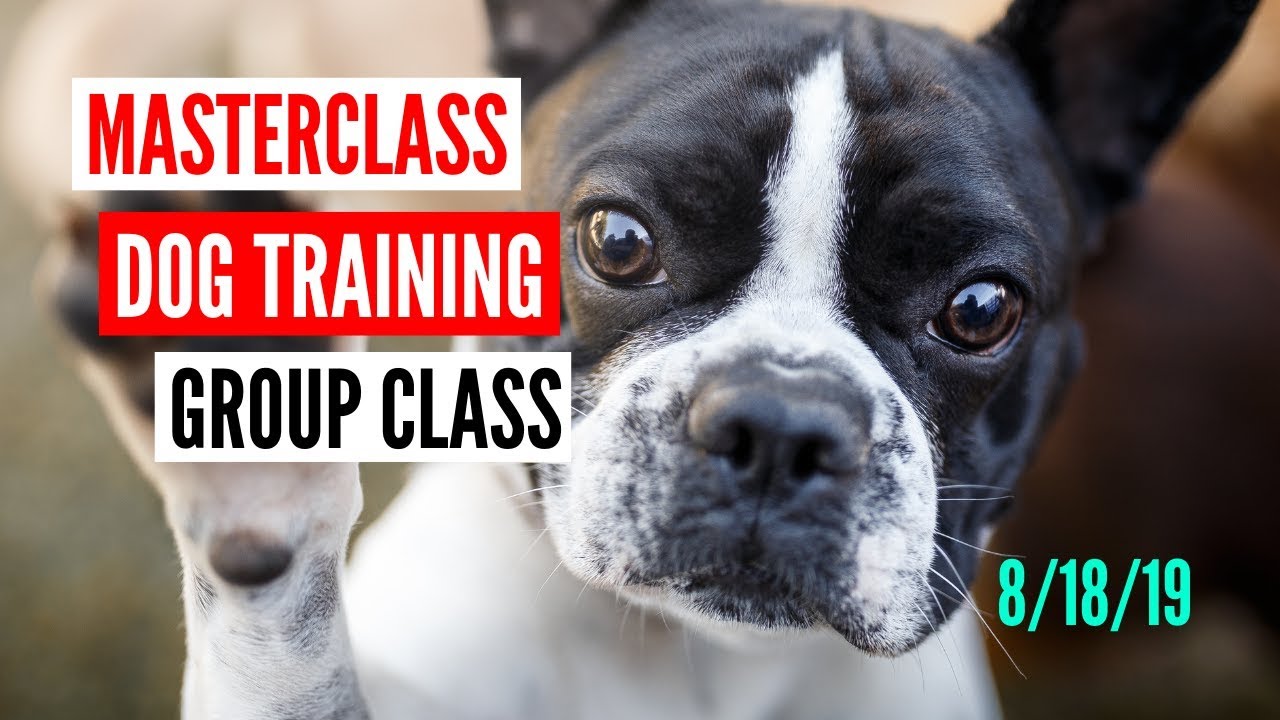 Dog Training Group Class Near Me Dog Training Group Class Near Me
