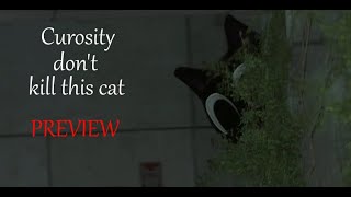 (cartoon cat/sfm) Curiosity Don't kill This Cat. PREVIEW