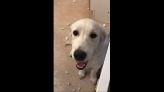 Dog Found Guilty Of Killing Her Teddy Bear