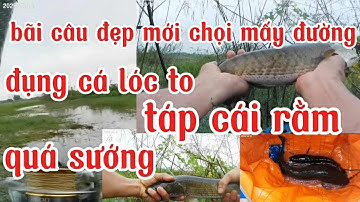 Câu rê cá lóc ❤ cá táp cái rằm quá sướng 