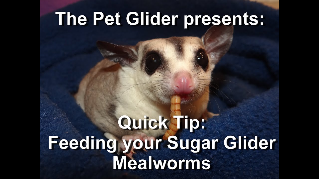 How to Feed a Sugar Glider Mealworms YouTube