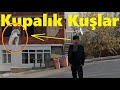 Kupaya Kuş Kaldırmak İsteyenler, Kaçırmayın. Darıca Taklacı Güvercin Kümesleri