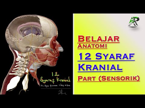 Video: 12 Saraf Kranial: Saraf, Fungsi & Diagram Lokasi