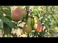 Груша Аббат Фетель / pear Abbat Fetel/ Первый урожай. Сладкие и очень сочные плоды.