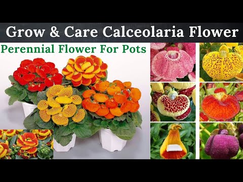 Video: Pocketbook Plant Care - How To Grow Calceolaria Indoors