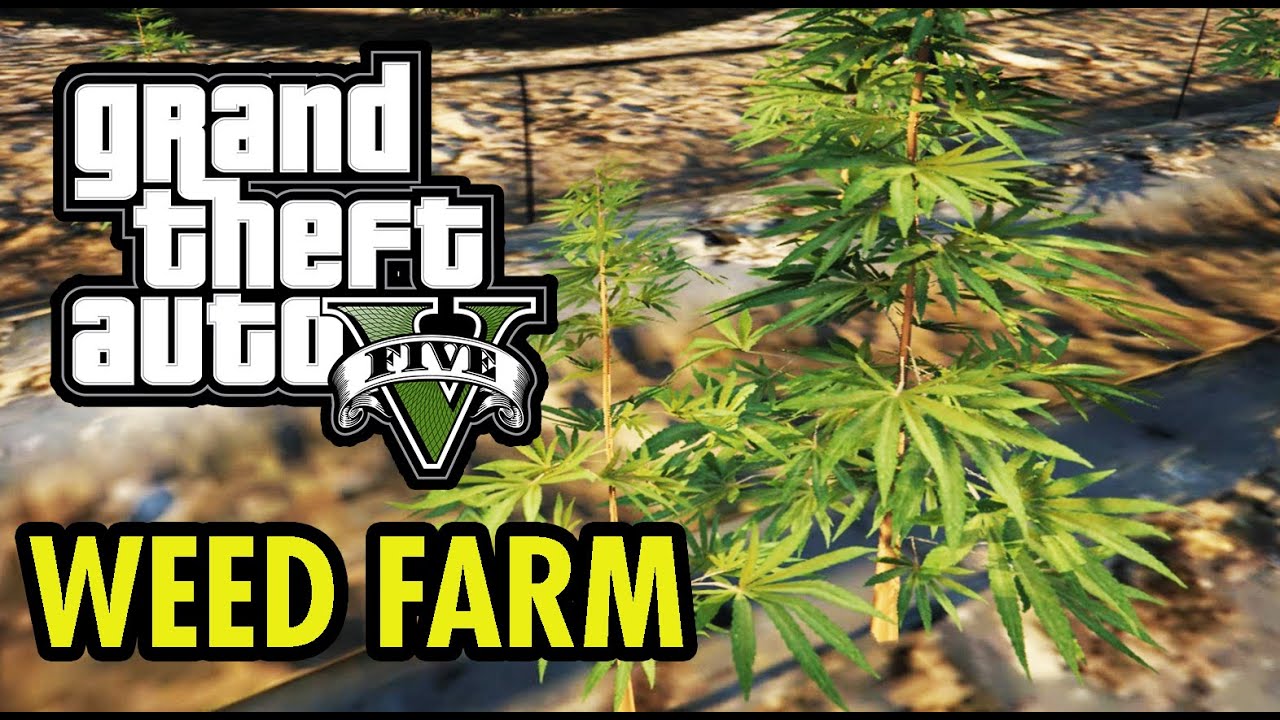 GTA 5 Weed Location