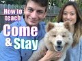 The Secret to Teaching Your Dog COME and STAY