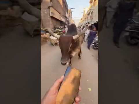 Bhai Yaha Alag Hi Drama Chal Raha Hai 😭🐄  #StreetChaos #IndianStreet #cowvideos