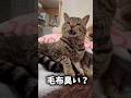 若頭ハチ、親分の御前にて毛布