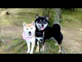 離れてもくっつくなかよし柴犬 Good friend Shiba dogs