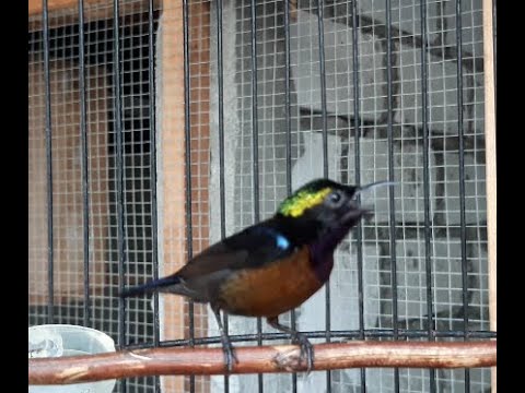 Pancingan tercepat ampuh bikin konin bahan \u0026 ombyokan ikut bunyi l Kolibri Ninja