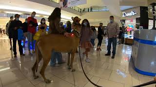 Cash 2.0 Great Dane-deer at the mall 2