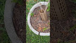 May 2026 Garden update, Butterfly Habitat Restoration
