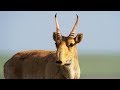 L'étrange antilope saïga - ZAPPING SAUVAGE