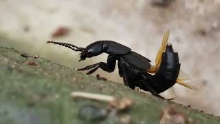 Devil's Coach Horse beetle getting groovy