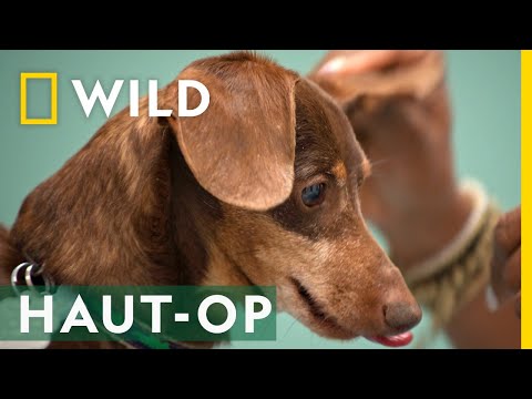 Video: Wie man einen Hund mit Backpulver desodoriert