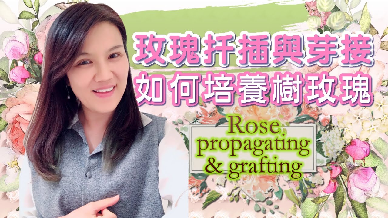 玫瑰扦插與芽接。如何利用高壓和接枝培育樹玫瑰。Rose cutting propagation & grafting