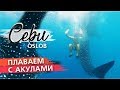 Плаваем с огромными акулами! | Лучшее развлечение на Себу, Филиппины